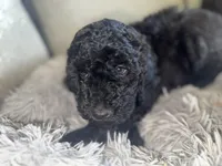 Lacy, a female Miniature Goldendoodle for sale in Cambridge, MN – Photo 1 of 3