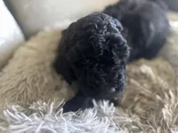 Lacy, a female Miniature Goldendoodle for sale in Cambridge, MN – Photo 2 of 3