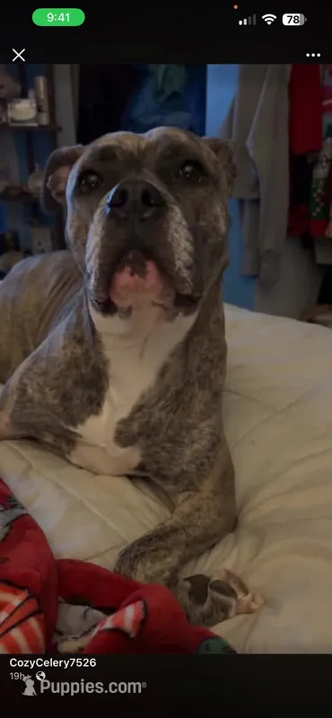 mocha – Boxer, American Pit Bull Terrier puppy for sale in Cleveland Heights, OH