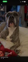mocha, a female Boxer and American Pit Bull Terrier for sale in Cleveland Heights, OH – 1 of 1