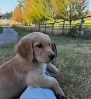 Zion, a male Golden Retriever for sale in Auburn, WA – 2 of 2