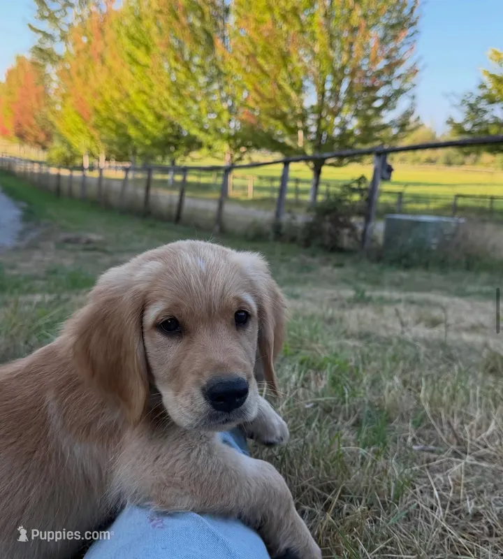 Zion, a male Golden Retriever for sale in Auburn, WA – 1 of 2