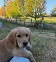 Zion, a male Golden Retriever for sale in Auburn, WA – 1 of 2