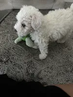 Lucky, a male Maltipoo for sale in Austin, TX – 4 of 4