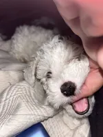 Lucky, a male Maltipoo for sale in Austin, TX – 2 of 4