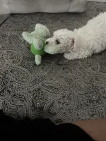 Lucky, a male Maltipoo for sale in Austin, TX – 3 of 4