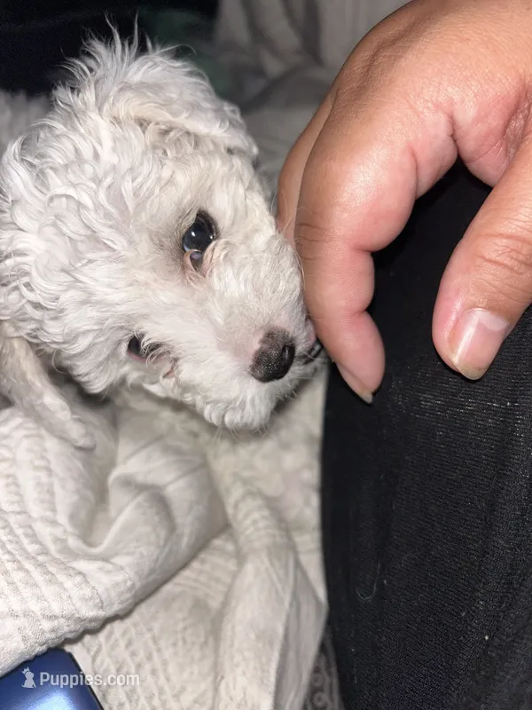 Lucky – Maltipoo puppy for sale in Austin, TX