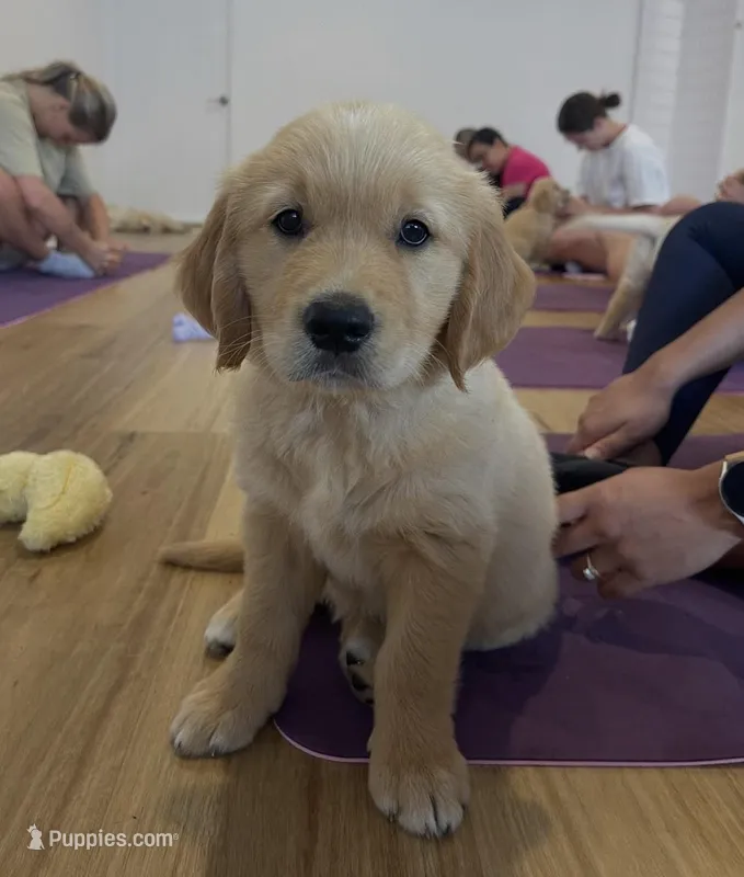 Carl – Golden Retriever puppy for sale in Las Vegas, NV