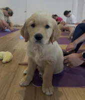 Carl, a male Golden Retriever for sale in Las Vegas, NV – 1 of 1