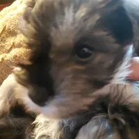 Brida, a female Miniature Schnauzer for sale in Mineola, TX – Photo 3 of 7