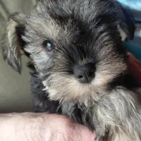 Brida, a female Miniature Schnauzer for sale in Mineola, TX – Photo 1 of 7