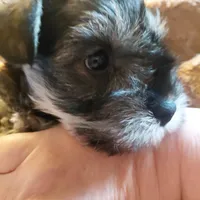 Brida, a female Miniature Schnauzer for sale in Mineola, TX – Photo 6 of 7