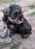 Brida, a female Miniature Schnauzer for sale in Mineola, TX – Photo 7 of 7