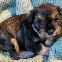 Brida, a female Miniature Schnauzer for sale in Mineola, TX – Photo 4 of 7