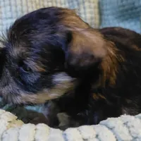 Brida, a female Miniature Schnauzer for sale in Mineola, TX – Photo 2 of 7