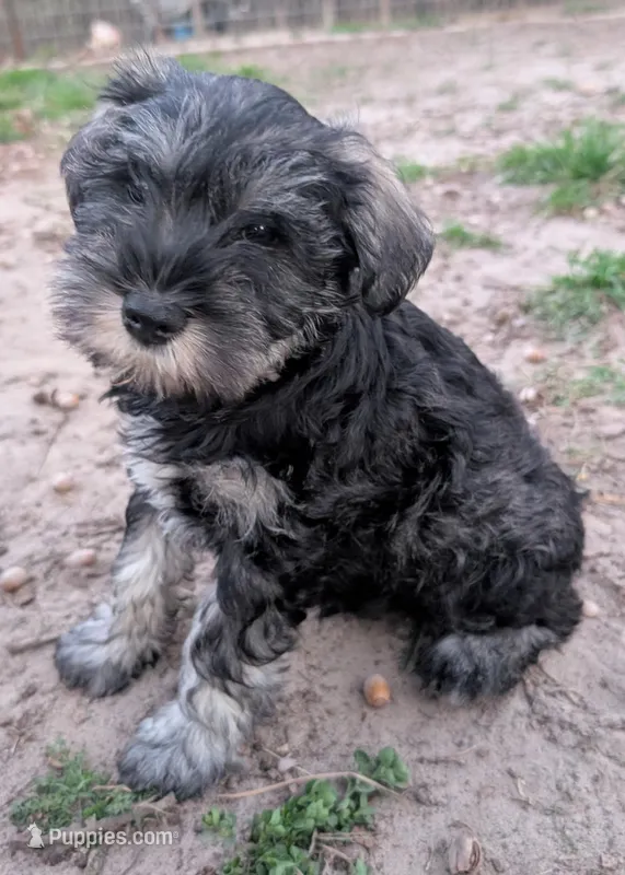 Gisela – Miniature Schnauzer puppy for sale in Mineola, TX