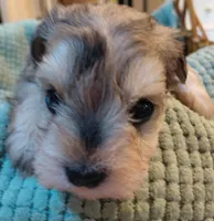Zahara, a female Miniature Schnauzer for sale in Mineola, TX – Photo 1 of 8