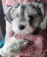 Zahara, a female Miniature Schnauzer for sale in Mineola, TX – Photo 7 of 8