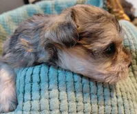 Zahara, a female Miniature Schnauzer for sale in Mineola, TX – Photo 2 of 8