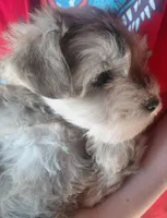 Zahara, a female Miniature Schnauzer for sale in Mineola, TX – Photo 4 of 8