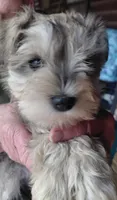 Zahara, a female Miniature Schnauzer for sale in Mineola, TX – Photo 8 of 8