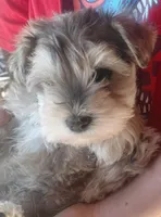 Zahara, a female Miniature Schnauzer for sale in Mineola, TX – Photo 3 of 8