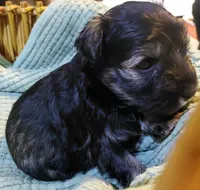 Zoey, a female Miniature Schnauzer for sale in Mineola, TX – Photo 2 of 7