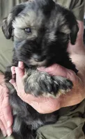 Zoey, a female Miniature Schnauzer for sale in Mineola, TX – Photo 7 of 7