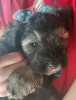 Zoey, a female Miniature Schnauzer for sale in Mineola, TX – Photo 3 of 7