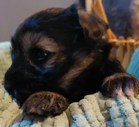 Zoey, a female Miniature Schnauzer for sale in Mineola, TX – Photo 1 of 7