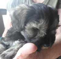 Zoey, a female Miniature Schnauzer for sale in Mineola, TX – Photo 5 of 7