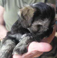 Zoey, a female Miniature Schnauzer for sale in Mineola, TX – Photo 6 of 7