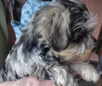 Zsa Zsa, a female Miniature Schnauzer for sale in Mineola, TX – Photo 3 of 5