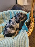 Zsa Zsa, a female Miniature Schnauzer for sale in Mineola, TX – Photo 2 of 5