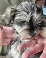 Zsa Zsa, a female Miniature Schnauzer for sale in Mineola, TX – Photo 5 of 5