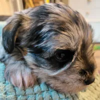 Zsa Zsa, a female Miniature Schnauzer for sale in Mineola, TX – Photo 1 of 5
