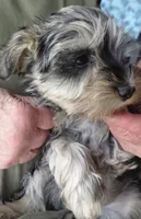Zsa Zsa, a female Miniature Schnauzer for sale in Mineola, TX – Photo 4 of 5