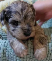 Zadie, a female Miniature Schnauzer for sale in Mineola, TX – Photo 2 of 4