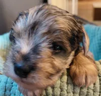 Zadie, a female Miniature Schnauzer for sale in Mineola, TX – Photo 1 of 4