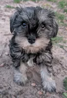 Hilda, a female Miniature Schnauzer for sale in Mineola, TX – Photo 6 of 8