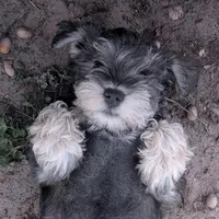 Hilda, a female Miniature Schnauzer for sale in Mineola, TX – Photo 1 of 8