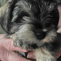 Hilda, a female Miniature Schnauzer for sale in Mineola, TX – Photo 3 of 8
