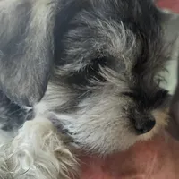 Hilda, a female Miniature Schnauzer for sale in Mineola, TX – Photo 4 of 8