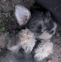 Hilda, a female Miniature Schnauzer for sale in Mineola, TX – Photo 2 of 8