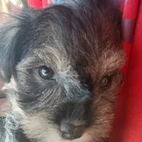 Hilda, a female Miniature Schnauzer for sale in Mineola, TX – Photo 5 of 8