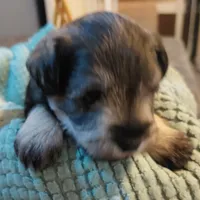 Hilda, a female Miniature Schnauzer for sale in Mineola, TX – Photo 7 of 8