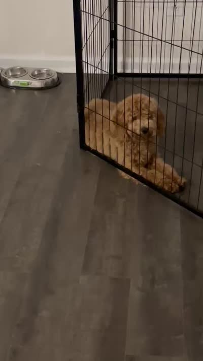 Finn, a male Poodle - Miniature  for sale in Troutman, NC – 3 of 3