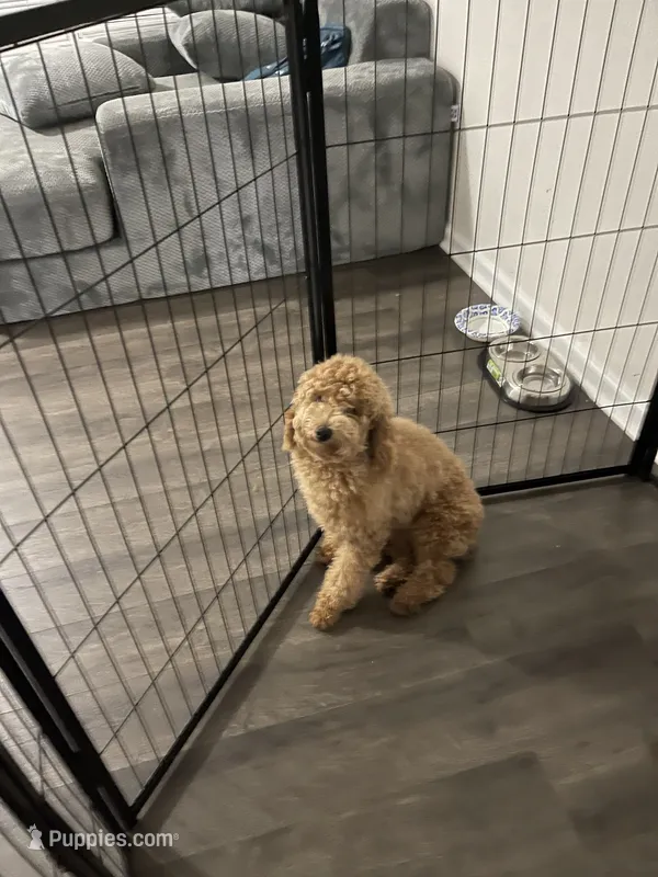 Finn – Poodle - Miniature  puppy for sale in Troutman, NC