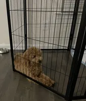Finn, a male Poodle - Miniature  for sale in Troutman, NC – 2 of 3