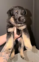 SH Boy, a male German Shepherd Dog for sale in Thomaston, GA – 2 of 4
